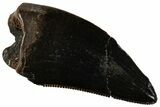 Serrated, Fossil Tyrannosaur (Nanotyrannus?) Tooth - Montana #306573-1